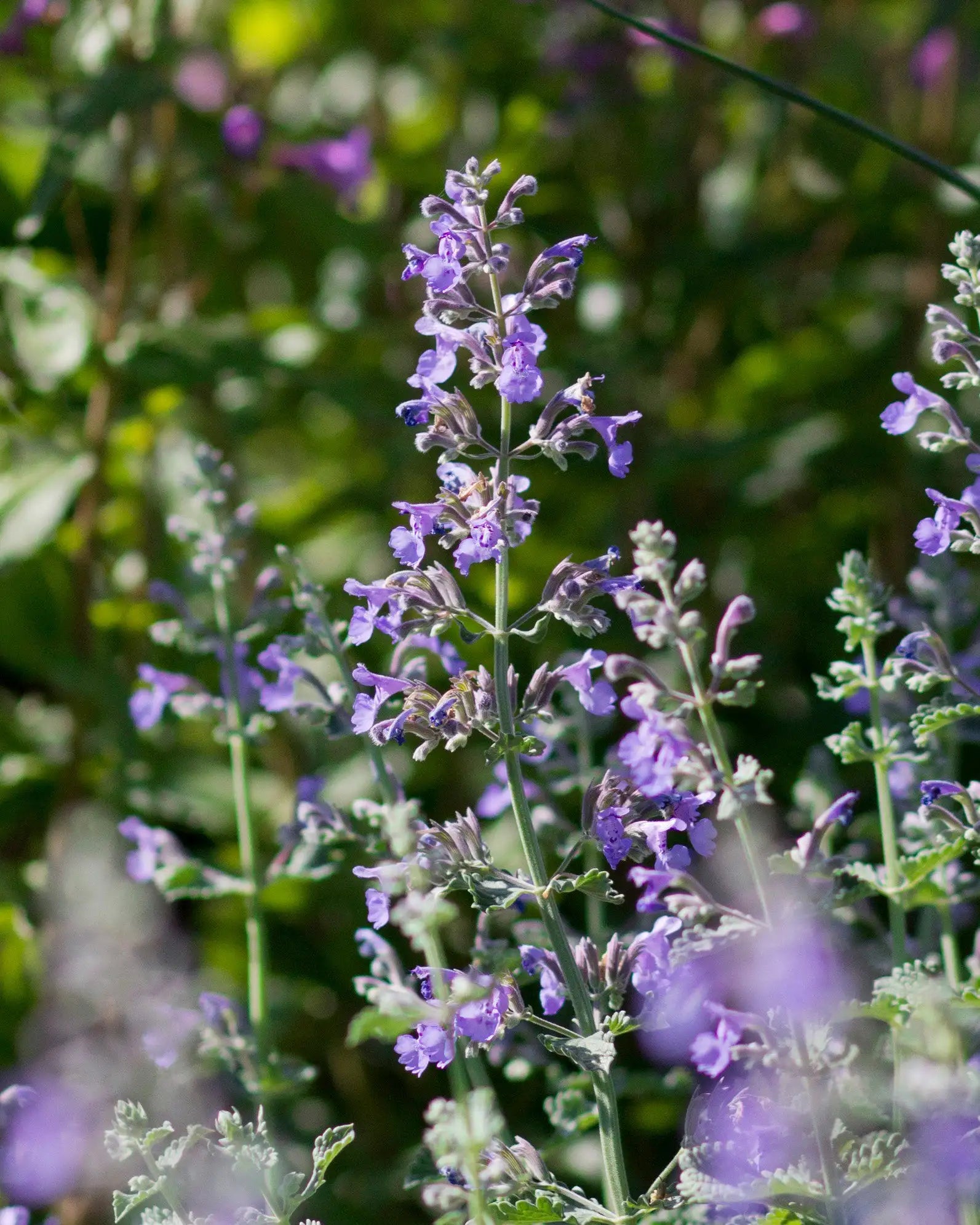 Nepeta Racemosa Flower seeds blooming in flower beds, containers, borders, and pollinator-friendly gardens
