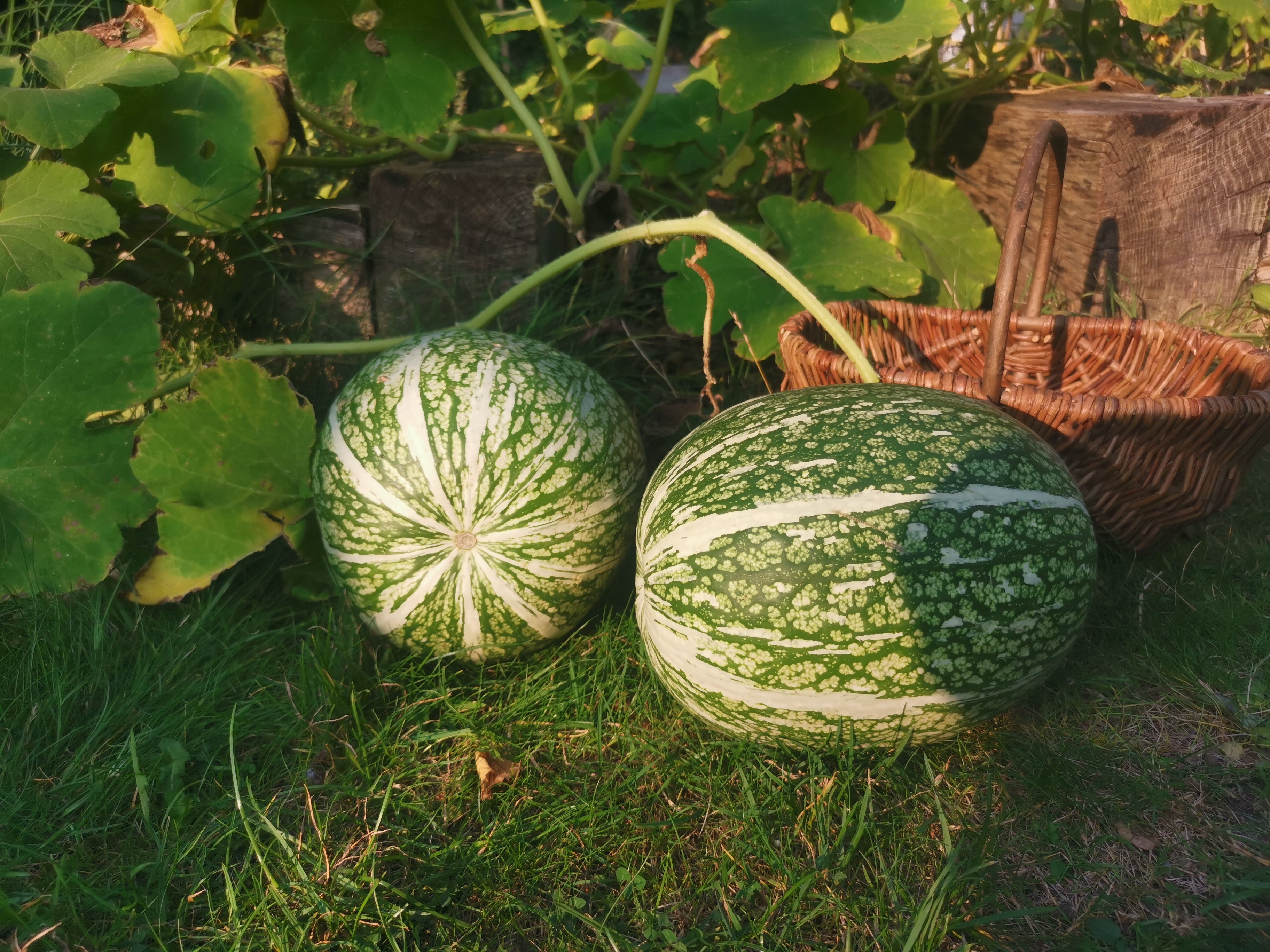 Green Malabar Gourd Seeds for Planting - Premium Vegetable Seeds