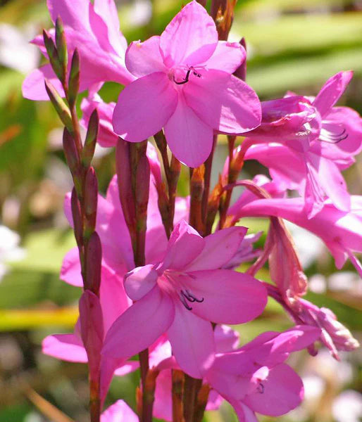 Watsonia Borbonica Flower seeds for Planting Wildflower Mix Heirloom & GMO Free Seeds for Home Garden