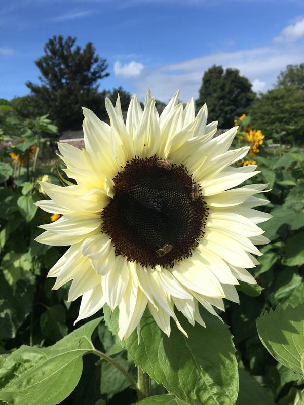 White Sunflower Flower seeds for Planting - Seasonal Bloomer, Heirloom & GMO Free Seeds for Home Garden