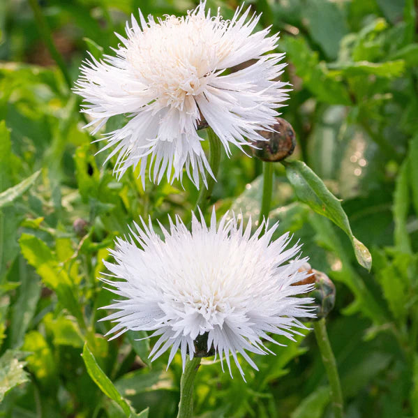Heirloom Moschata Flower seeds blooming in flower beds, containers, borders, and pollinator-friendly gardens