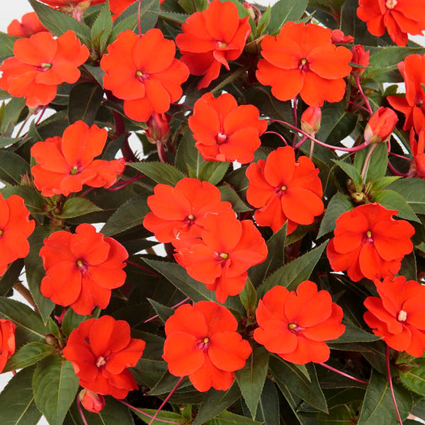 Orange Impatiens Flower seeds for Planting - Bright Blooms, Heirloom & GMO Free Seeds for Home Garden