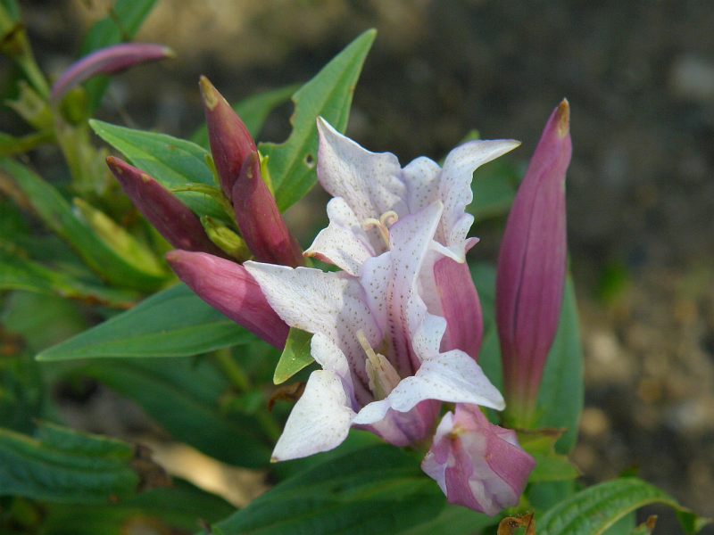 Lavender Gentiana Asclepiadea Flower seeds for Planting - Long Bloom Season, Heirloom & GMO Free Seeds for Home Garden