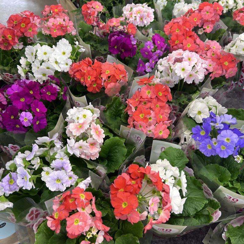 Mixed Primrose OR Primula Obconica Flower Seeds Violet Flower seeds for Planting - Long Bloom Season, Heirloom & GMO Fre