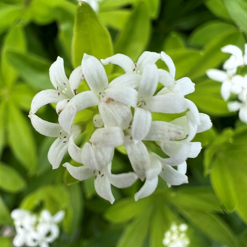 Woodruff Flower seeds for Planting - Compact Growth, Heirloom & GMO Free Seeds for Home Garden