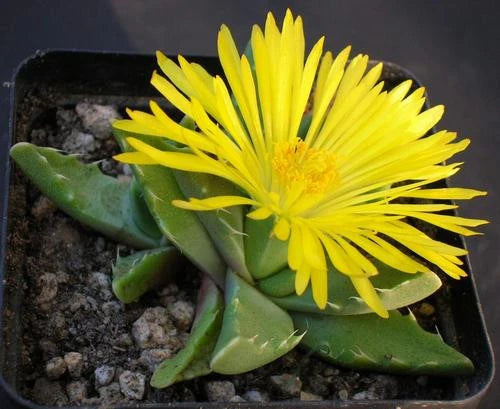 Yellow Faucaria Tigrina Flower seeds for Planting - Long Bloom Season, Heirloom & GMO Free Seeds for Home Garden