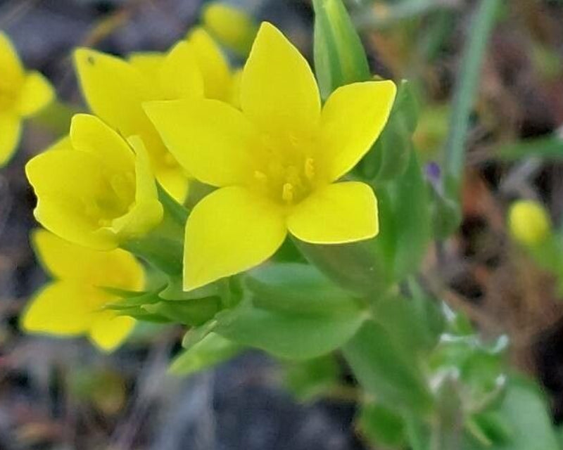 Talinum Caffrum Flower seeds for Planting - Garden Favorite, Heirloom & GMO Free Seeds for Home Garden Sale