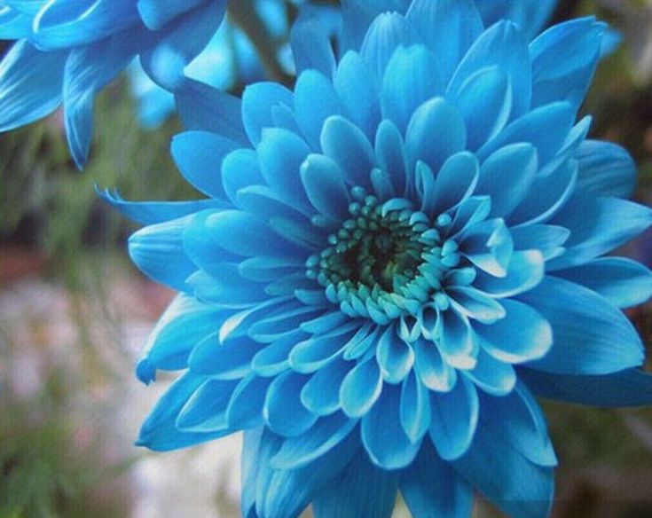 Sky Blue White Chrysanthemum Flower seeds for Planting - Wildflower Mix, Heirloom & GMO Free Seeds for Home Garden