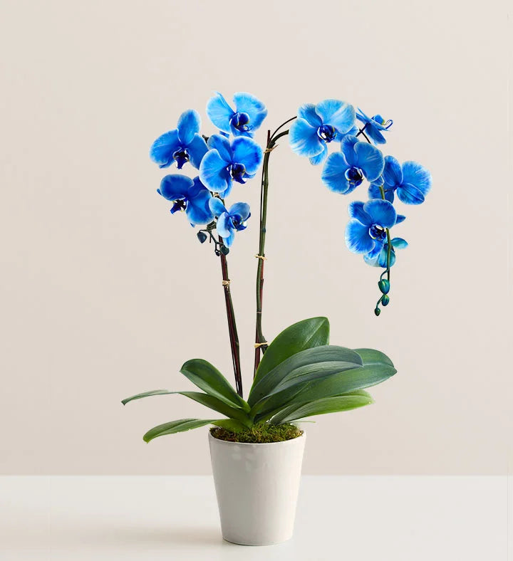 Blue Butterfly Orchid Flower seeds for Planting - Long Bloom Season, Heirloom & GMO Free Seeds for Home Garden