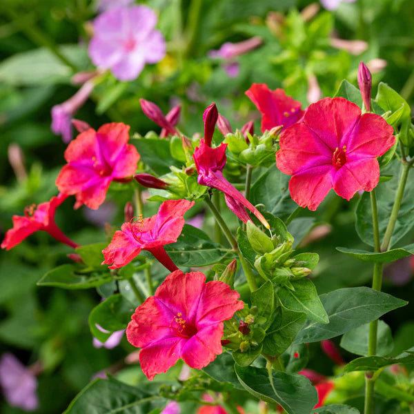 Heirloom Mirabilis Jalapa Flower seeds blooming in flower beds, containers, borders, and pollinator-friendly gardens