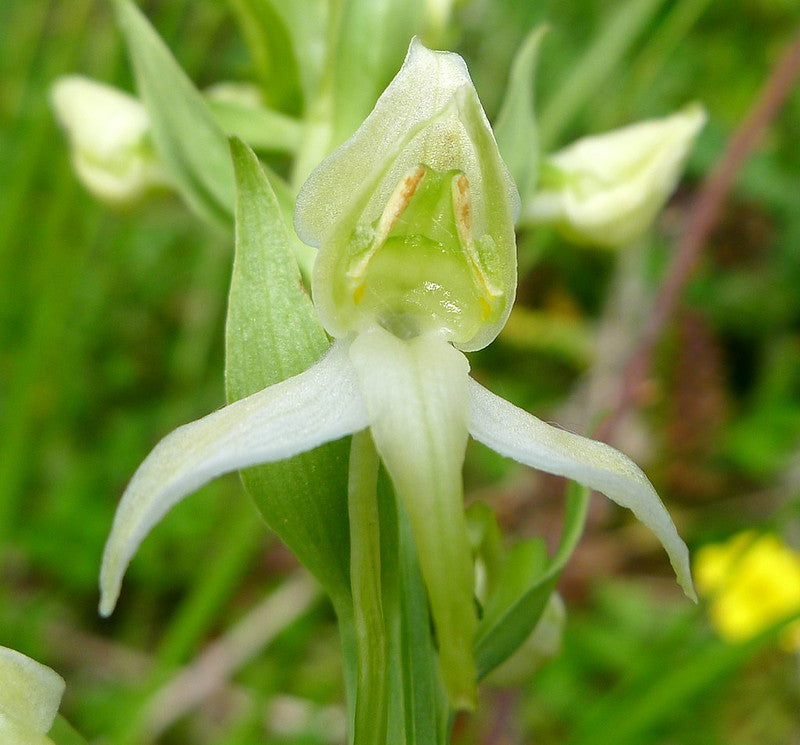 Green Butterfly Orchid Flower seeds for Planting - Sun Loving, Heirloom & GMO Free Seeds for Home Garden