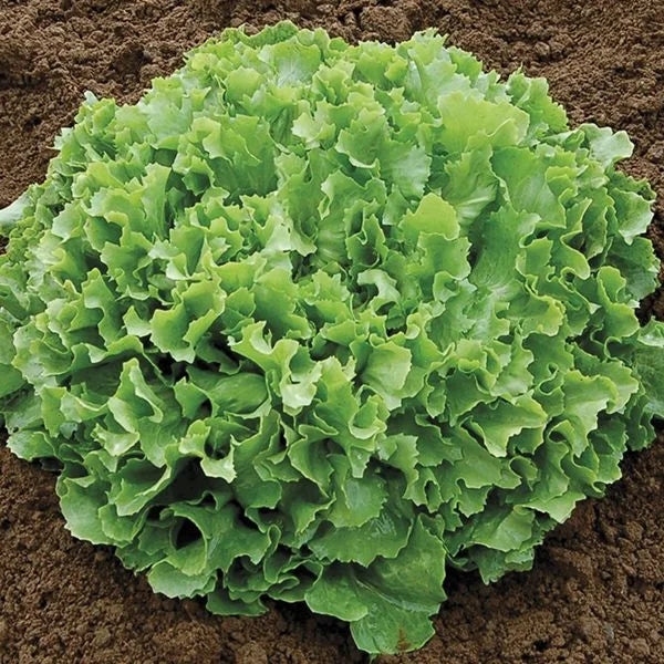 Frisée Endive Seeds: Planting Guide for Successful Growth