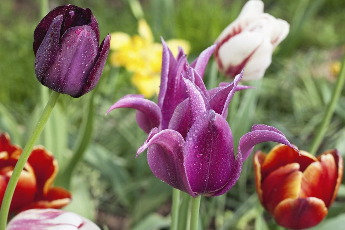 Violet Tulip Flower seeds for Planting - Wildflower Mix, Heirloom & GMO Free Seeds for Home Garden
Sale seeds for home garden