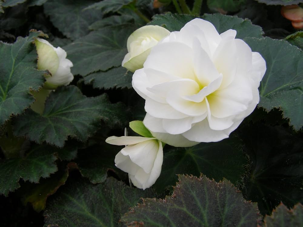 Tuberous Begonia Flower seeds for Planting - Sun Loving, Heirloom & GMO Free Seeds for Home Garden
Sale seeds for home garden