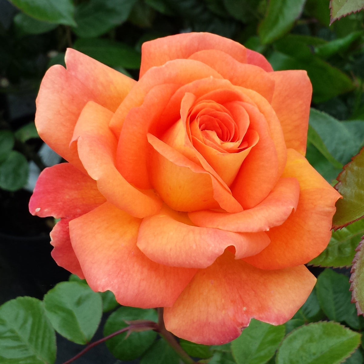 Orange Promise Rose Flower seeds blooming in flower beds, containers, borders, and pollinator-friendly gardens