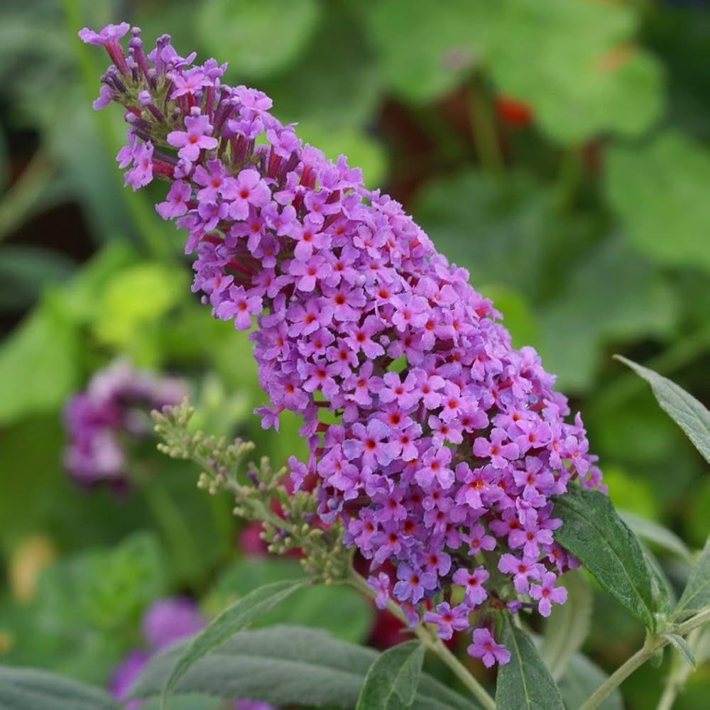 Blue Buddleia Butterfly Bush Flower seeds for Planting - Cut Flower Favorite, Heirloom & GMO Free Seeds for Home Garden
Sale seeds for planting in home garden