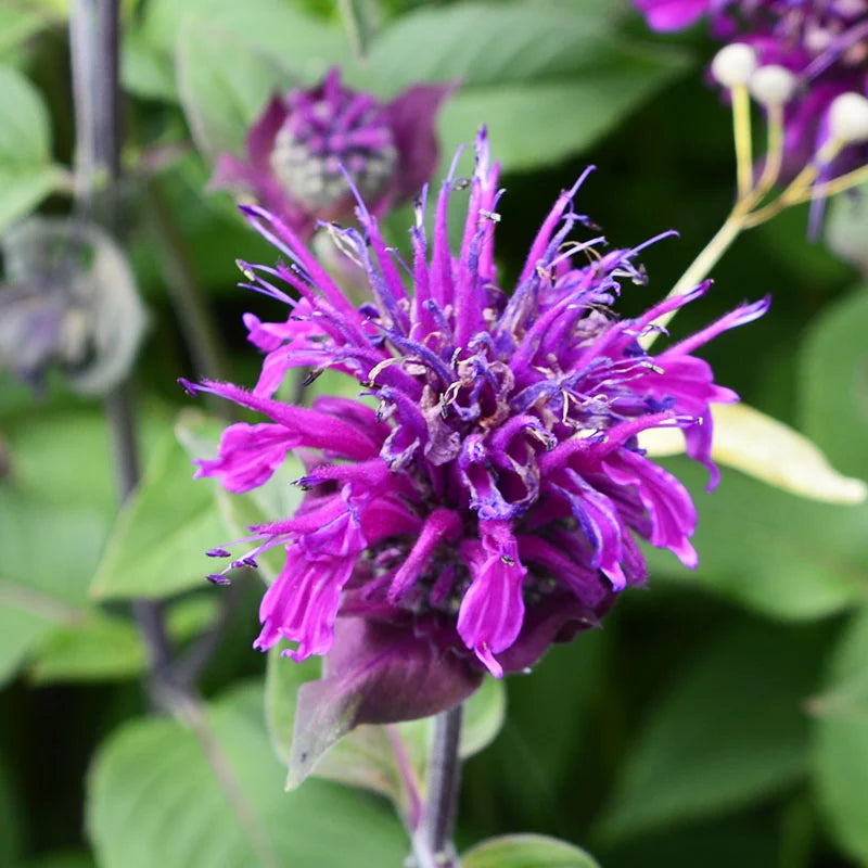 Purple Monarda Didyma Flower seeds blooming in flower beds, containers, borders, and pollinator-friendly gardens