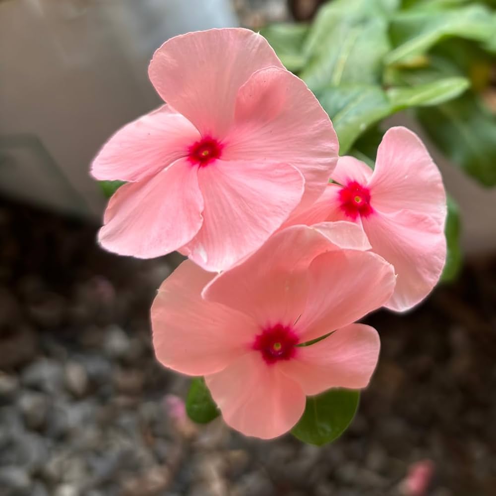 Light Pink Vinca Periwinkle Flower seeds blooming in flower beds, containers, borders, and pollinator-friendly gardens