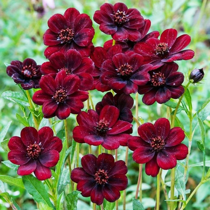 Marron Atrosanguineus Flower seeds blooming in flower beds, containers, borders, and pollinator-friendly gardens