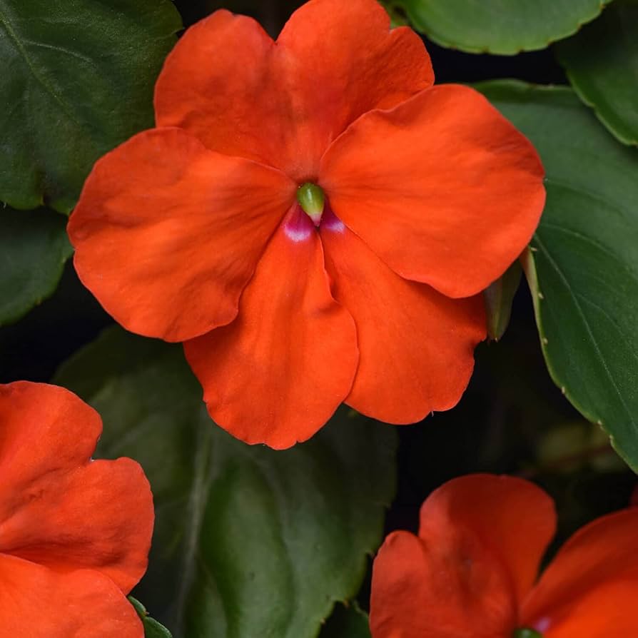 Orange Impatiens Flower seeds blooming in flower beds, containers, borders, and pollinator-friendly gardens