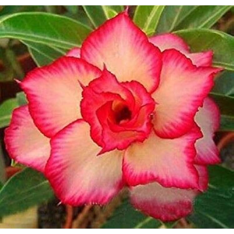 Pink Obesum Flower seeds blooming in flower beds, containers, borders, and pollinator-friendly gardens