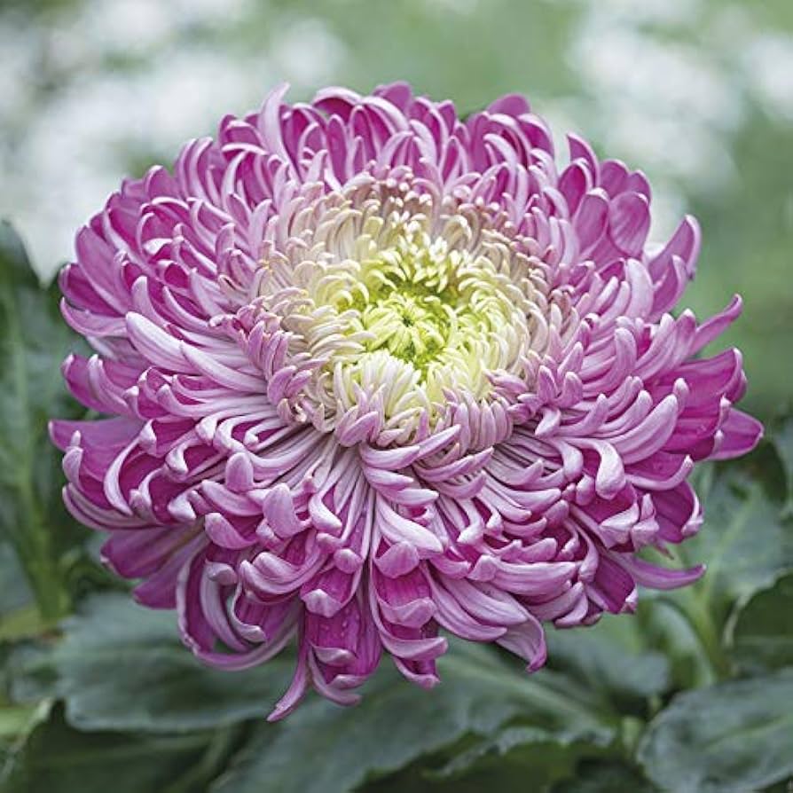 Purple White Chrysanthemum Flower seeds blooming in flower beds, containers, borders, and pollinator-friendly gardens