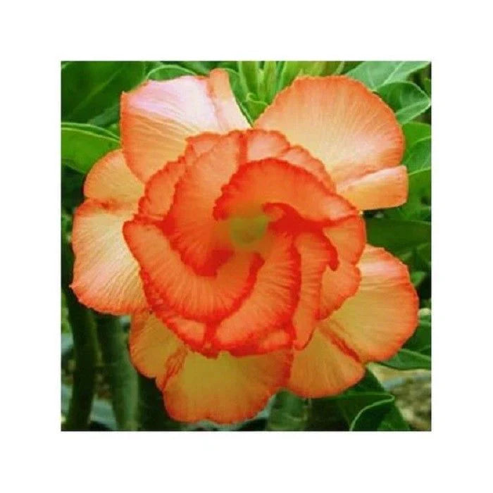 Orange Adenium Flower seeds blooming in flower beds, containers, borders, and pollinator-friendly gardens
