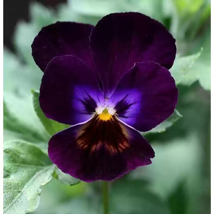 Violet Pansy Flower seeds for Planting - Compact Growth, Heirloom & GMO Free Seeds for Home Garden
Sale seeds for home garden