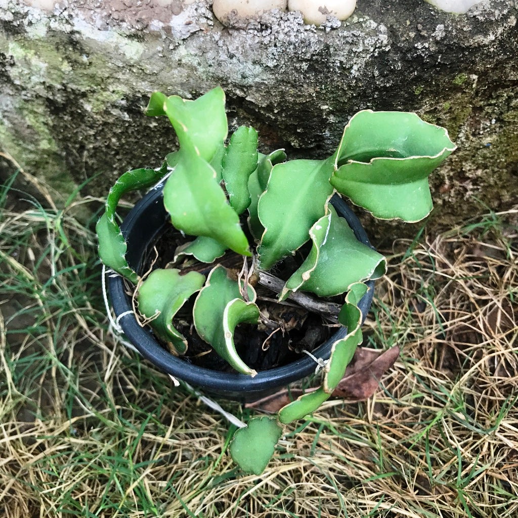 Green Epiphyllum Flower seeds blooming in flower beds, containers, borders, and pollinator-friendly gardens