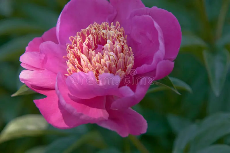 Pink Paeonia Tenuifolia Flower seeds for Planting - Perfect for Borders, Heirloom & GMO Free Seeds for Home Garden
Sale seeds for planting in home garden