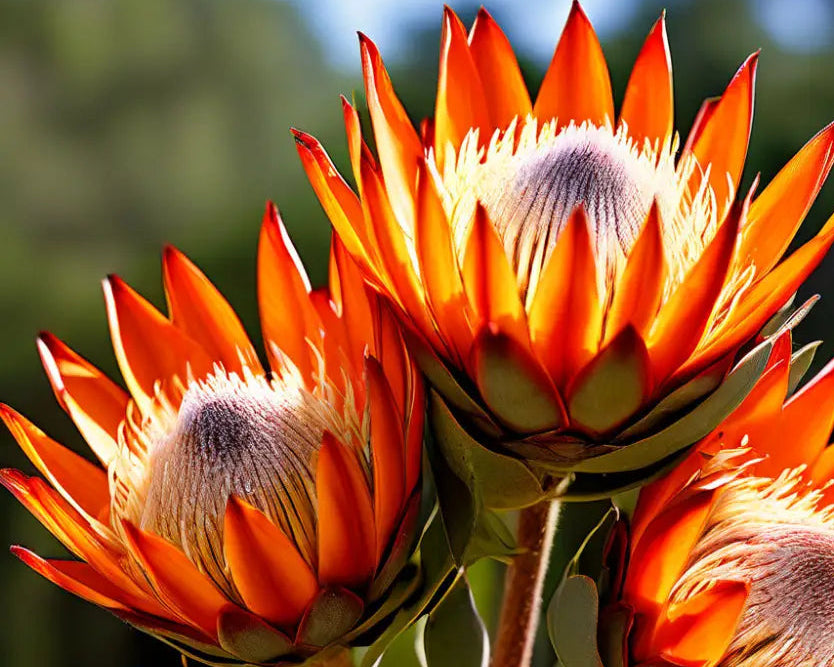 Orange Protea Flower seeds blooming in flower beds, containers, borders, and pollinator-friendly gardens