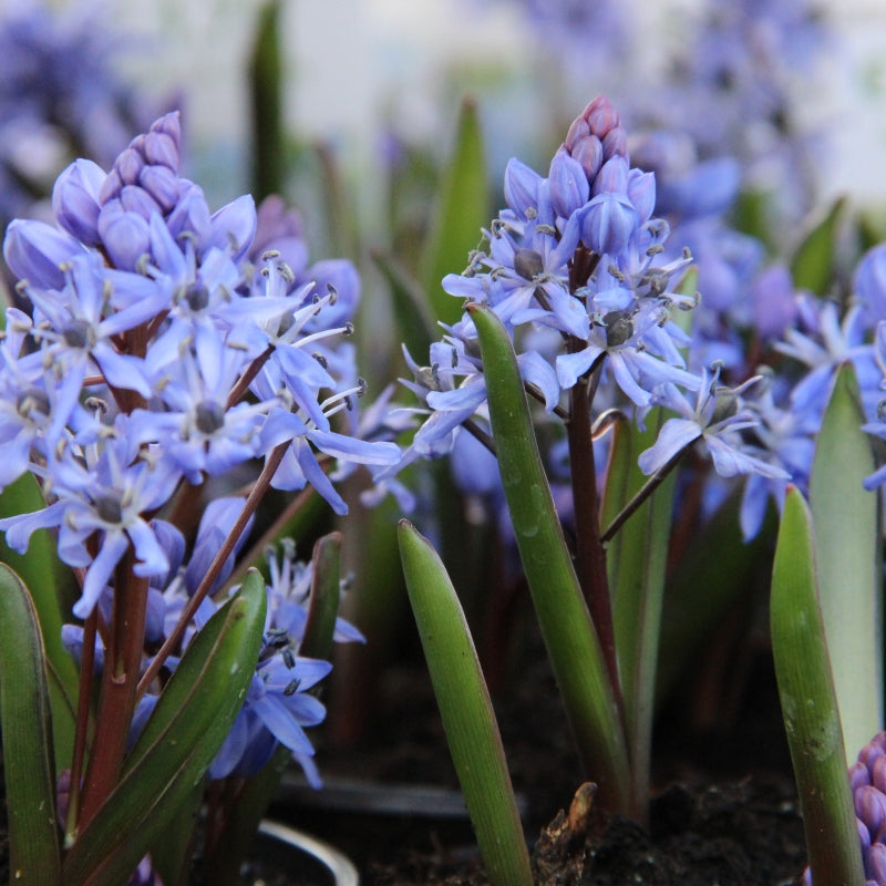 Scilla Bifolia Flower seeds for Planting - Premium Quality, Heirloom & GMO Free Seeds for Home Garden
Sale seeds for planting in home garden