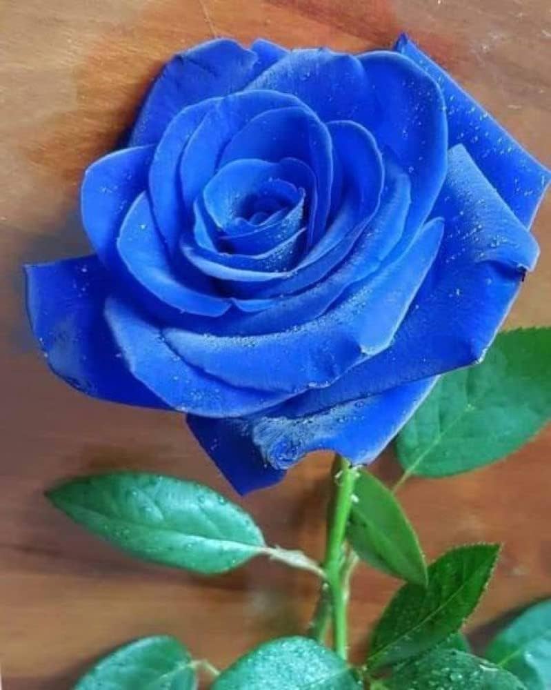 Thai Blue Rose Flower seeds for Planting - Colorful Display, Heirloom & GMO Free Seeds for Home Garden
Sale seeds for planting in home garden