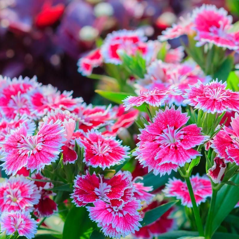 Dianthus Flower seeds for Planting Hardy Variety Heirloom & GMO Free Seeds for Home Garden
Sale seeds for home garden planting