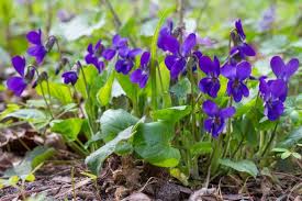 Purple Viola Odorata Flower seeds for Planting - Pollinator Friendly, Heirloom & GMO Free Seeds for Home Garden
Sale seeds for home garden