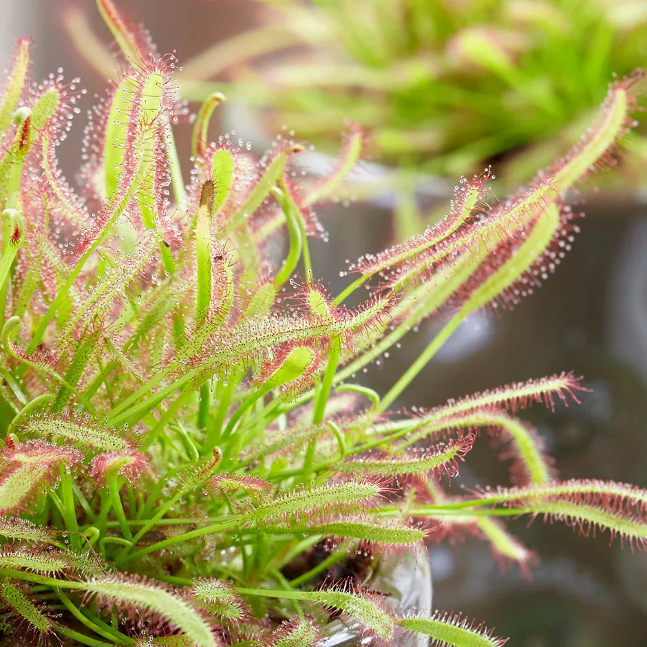 Green Sundew Clip Flower seeds blooming in flower beds, containers, borders, and pollinator-friendly gardens