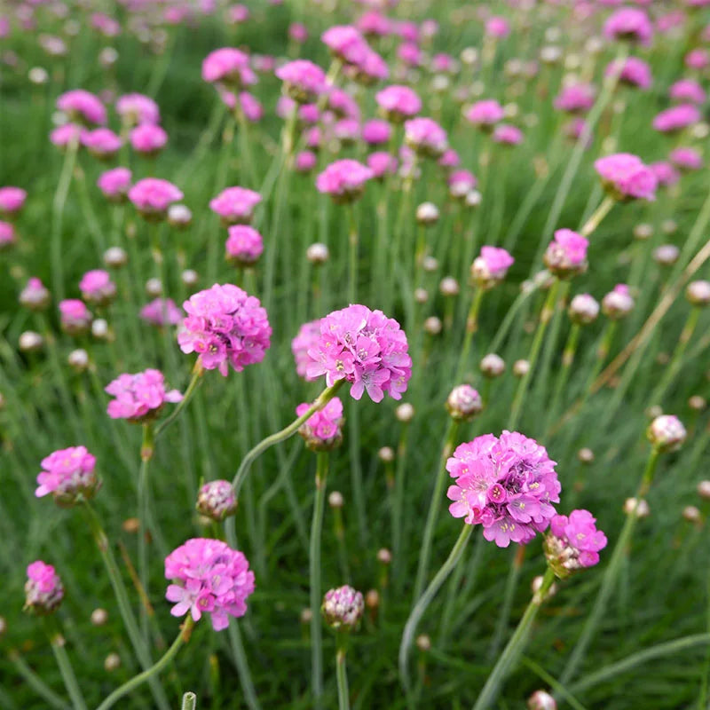 Maritima Flower seeds blooming in flower beds, containers, borders, and pollinator-friendly gardens