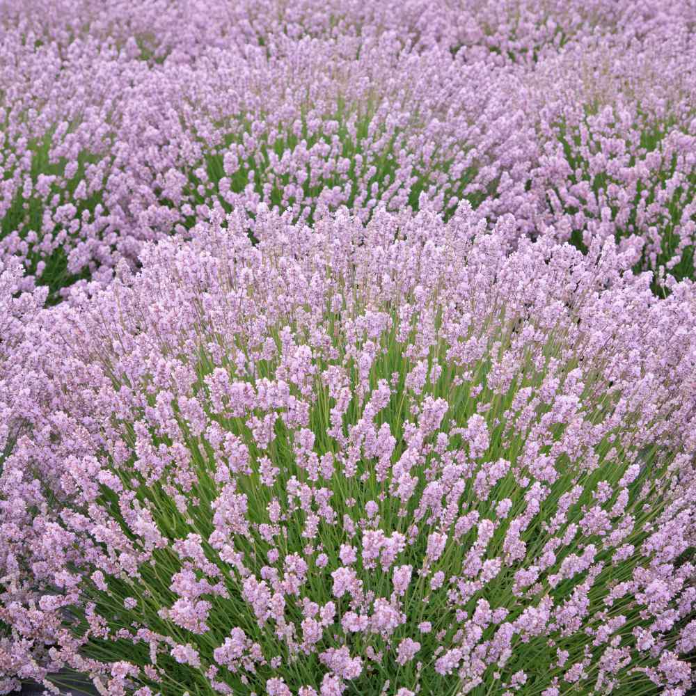 Pink Lavender Marjoram Flower seeds blooming in flower beds, containers, borders, and pollinator-friendly gardens
