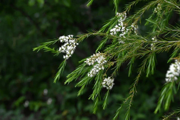 Fresh Alternifolia Flower seeds blooming in flower beds, containers, borders, and pollinator-friendly gardens