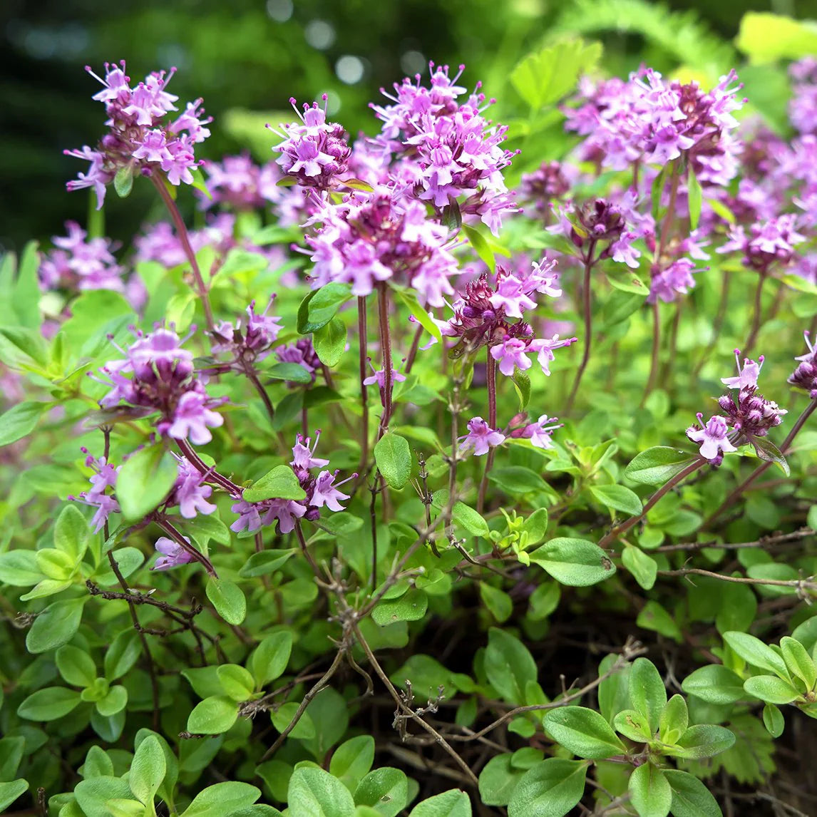 Pink Creeping Thyme Flower seeds blooming in flower beds, containers, borders, and pollinator-friendly gardens