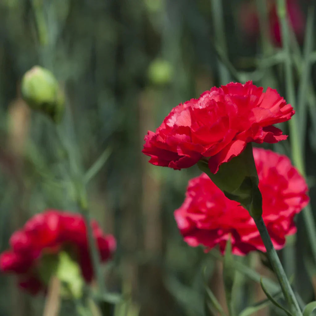 Deep Red Carnation Flower seeds blooming in flower beds, containers, borders, and pollinator-friendly gardens