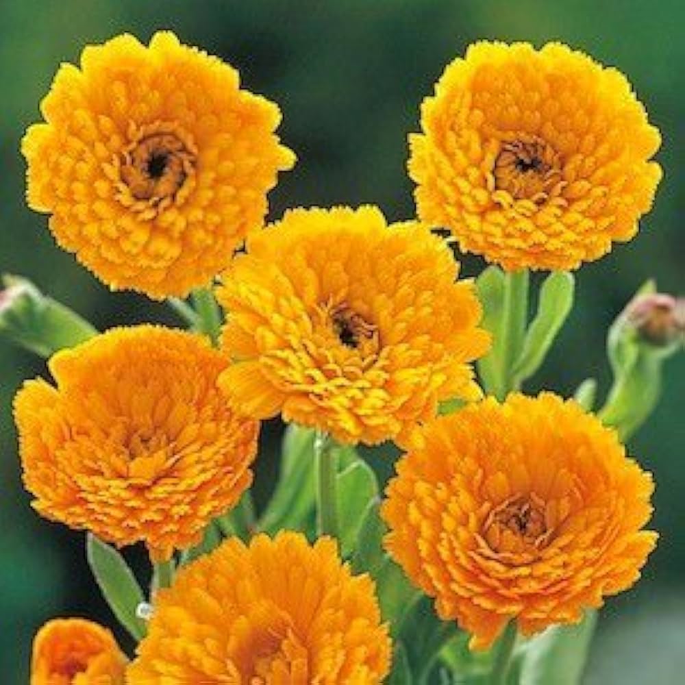 Yellow Flower Pot Flower seeds for Planting - Vibrant Colors, Heirloom & GMO Free Seeds for Home Garden
Sale seeds for planting in home garden