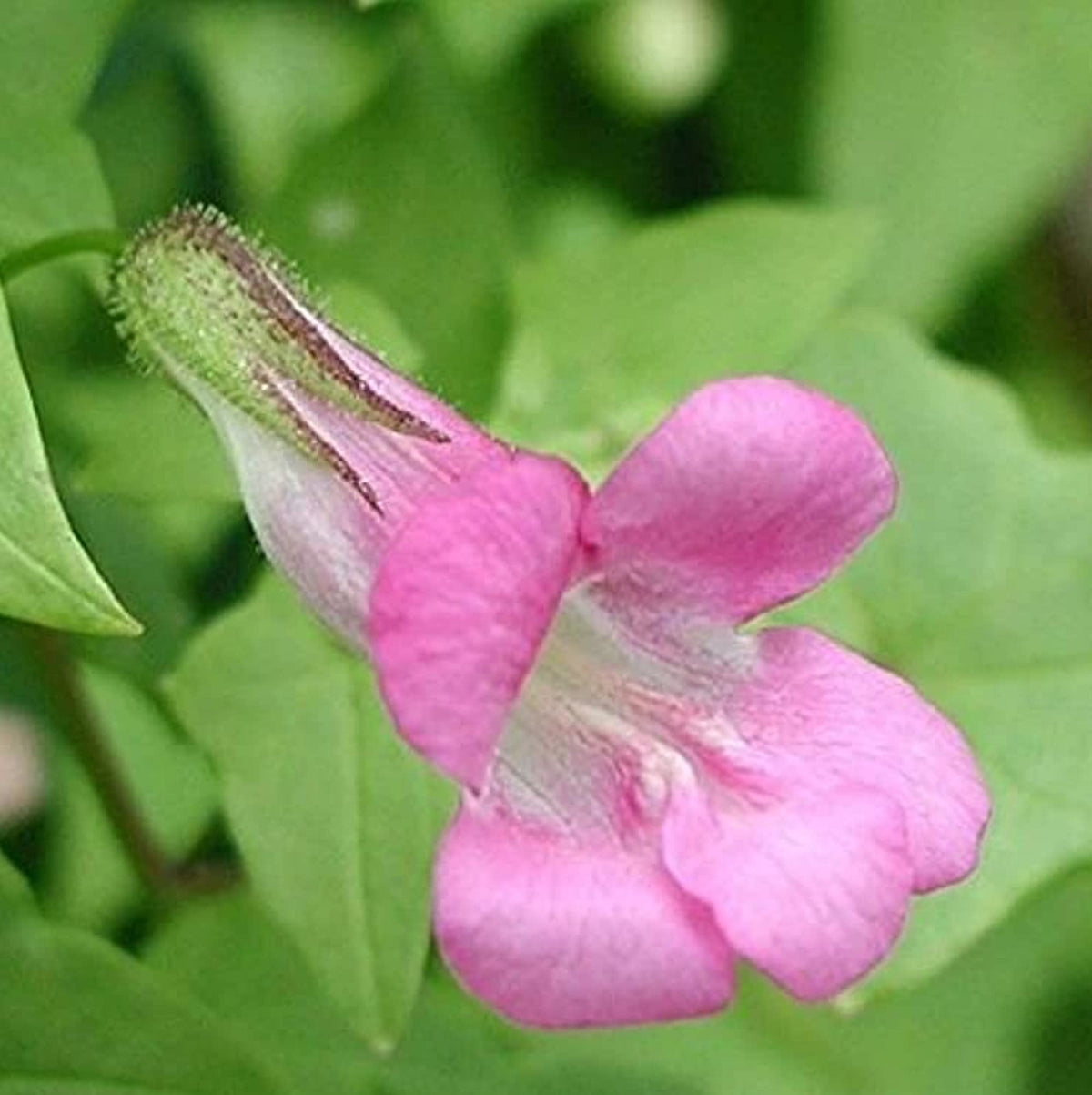 Pink Asarina Flower seeds blooming in flower beds, containers, borders, and pollinator-friendly gardens
