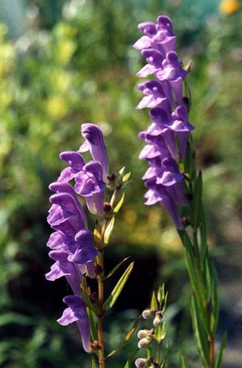 Blue Scutellaria Baicalensis Flower seeds for Planting - Low Maintenance, Heirloom & GMO Free Seeds for Home Garden
Sale seeds for home garden