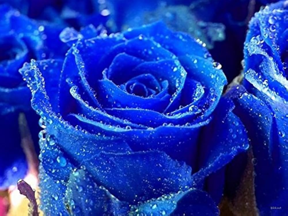 Rainy Blue Rose Flower seeds blooming in flower beds, containers, borders, and pollinator-friendly gardens