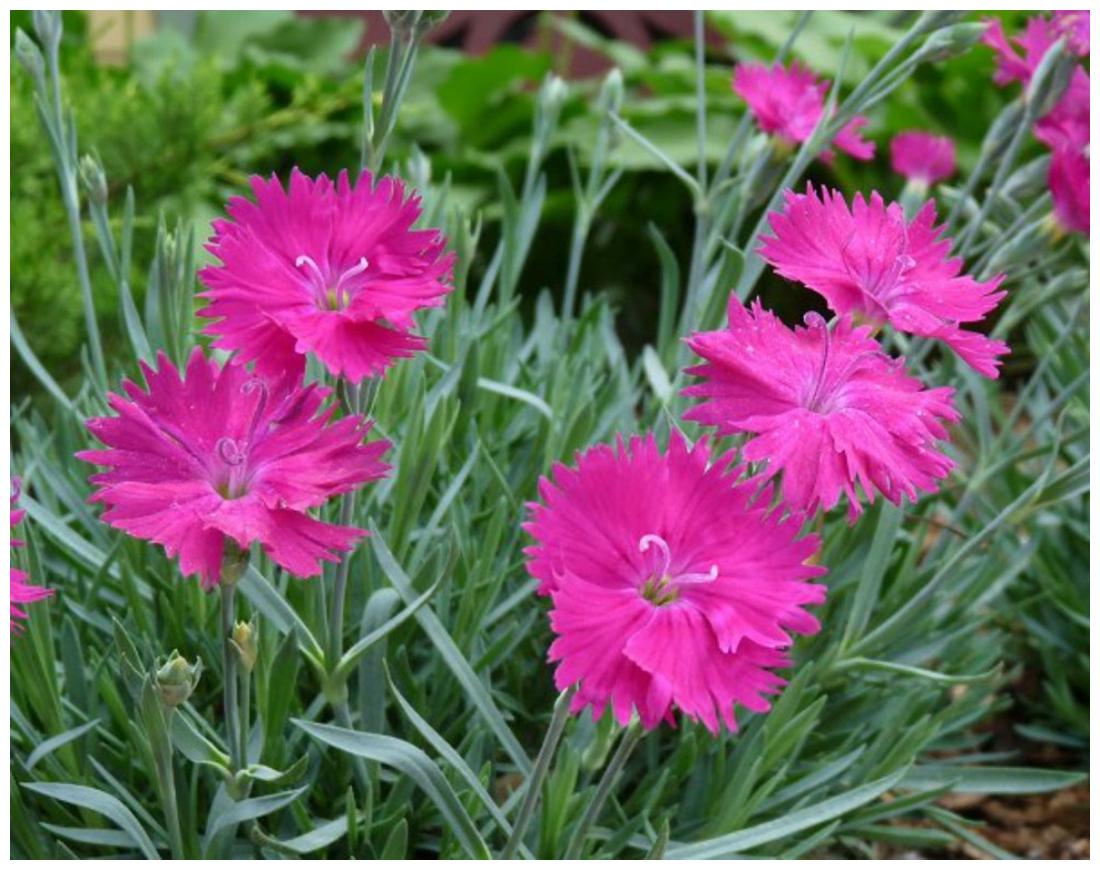 Pink Dianthus Flower seeds blooming in flower beds, containers, borders, and pollinator-friendly gardens