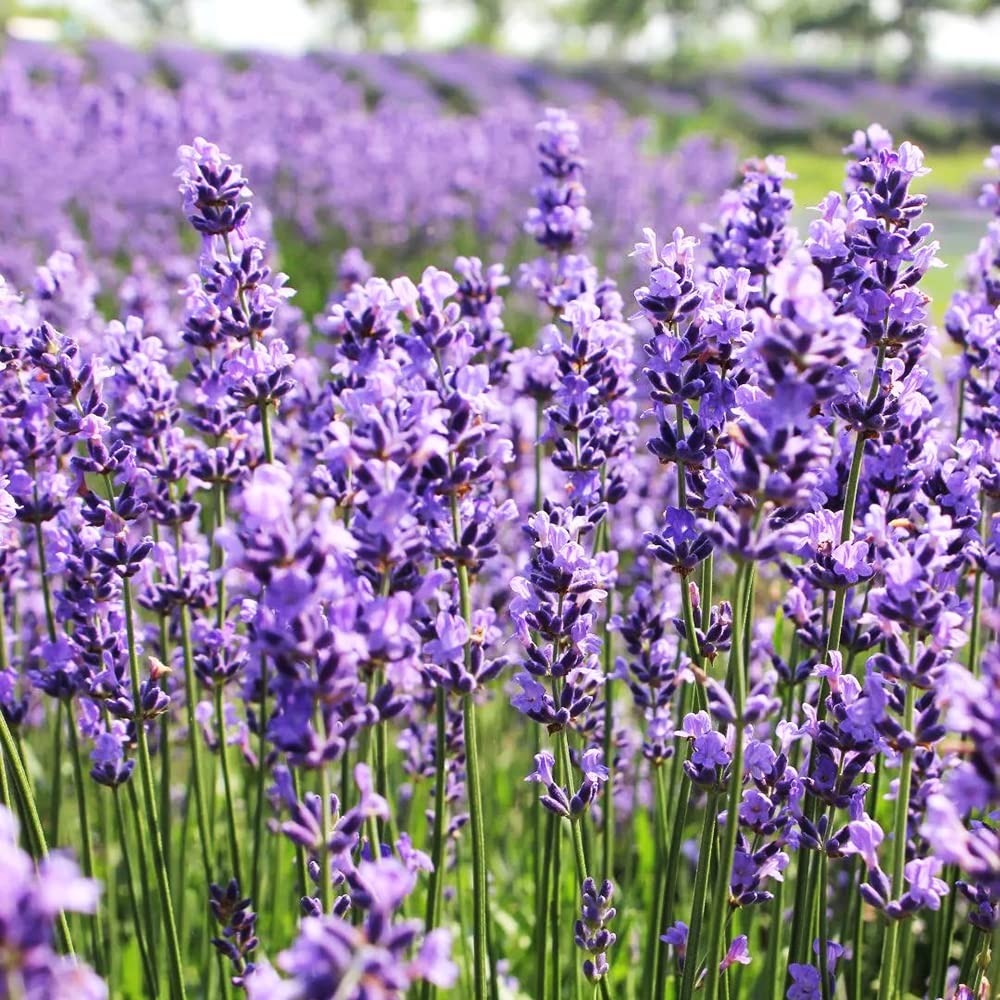 Lavandula Flower seeds blooming in flower beds, containers, borders, and pollinator-friendly gardens