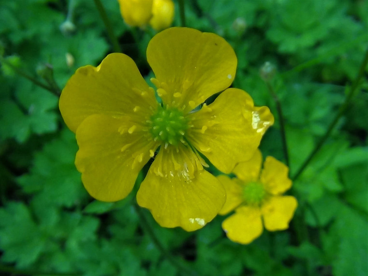 Yellow Buttercup Flower seeds for Planting - Seasonal Bloomer, Heirloom & GMO Free Seeds for Home Garden
Sale seeds for planting in home garden