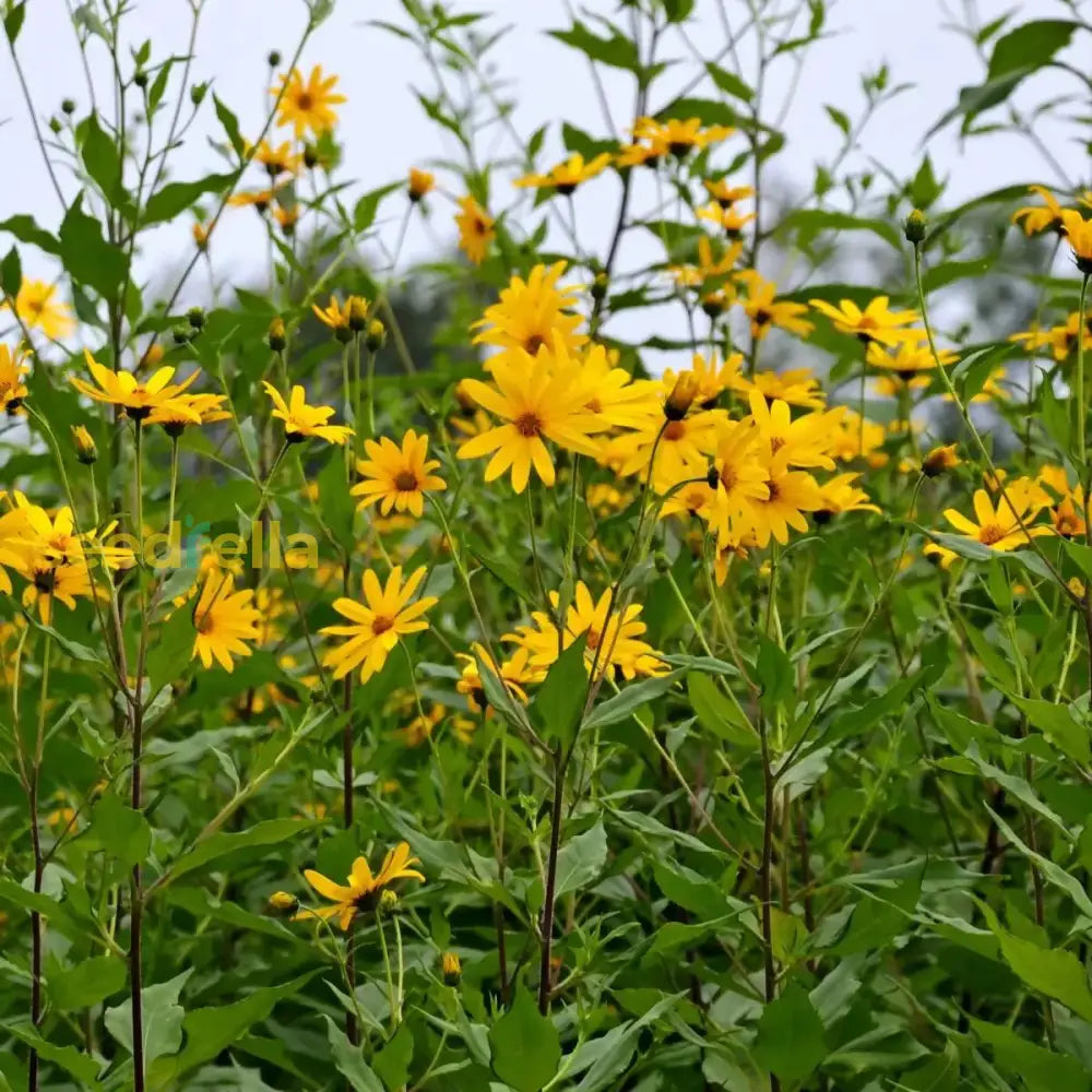 Topinambur Flower seeds for Planting - Long Bloom Season, Heirloom & GMO Free Seeds for Home Garden
Sale seeds for planting in home garden