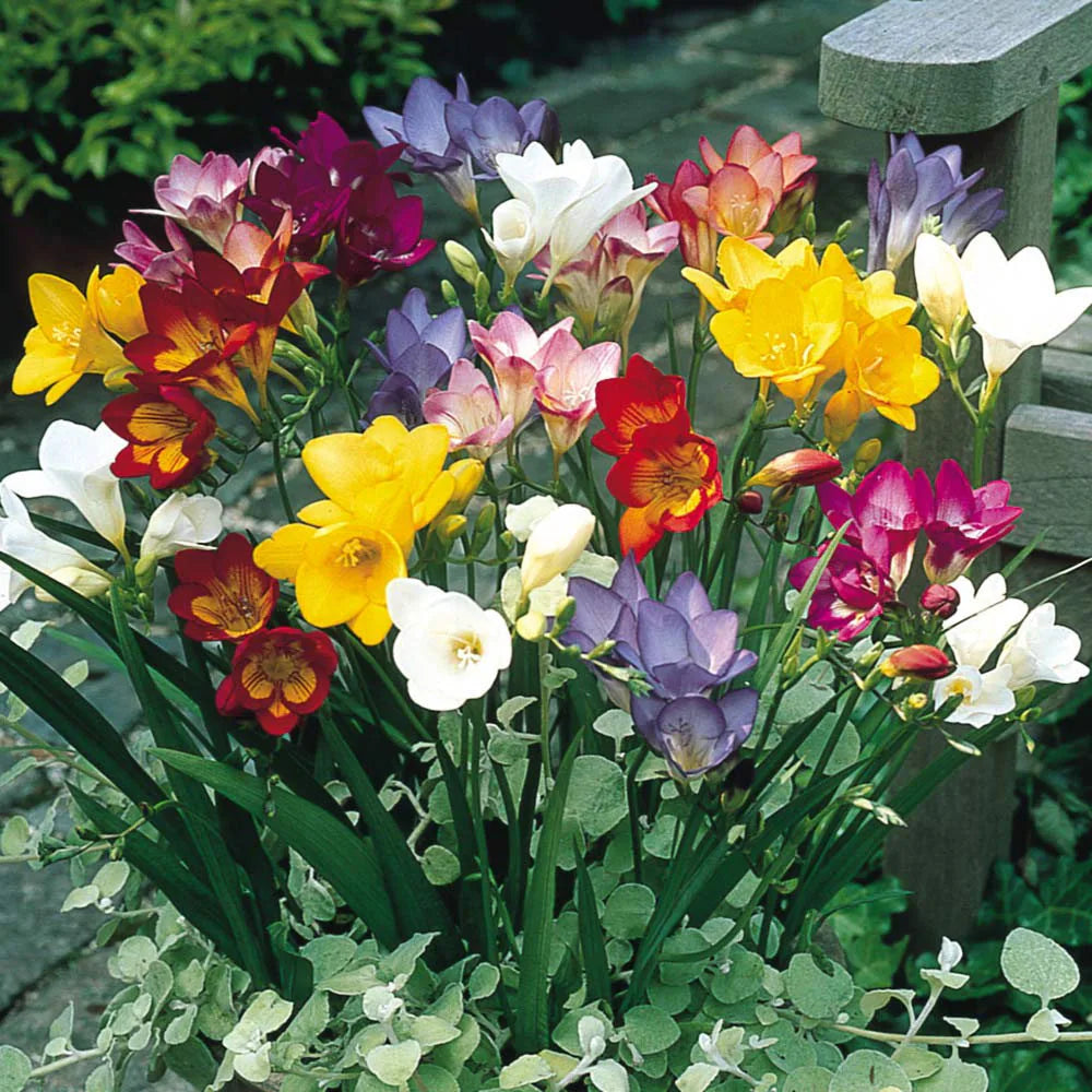 Mixed Freesias Flower seeds blooming in flower beds, containers, borders, and pollinator-friendly gardens
